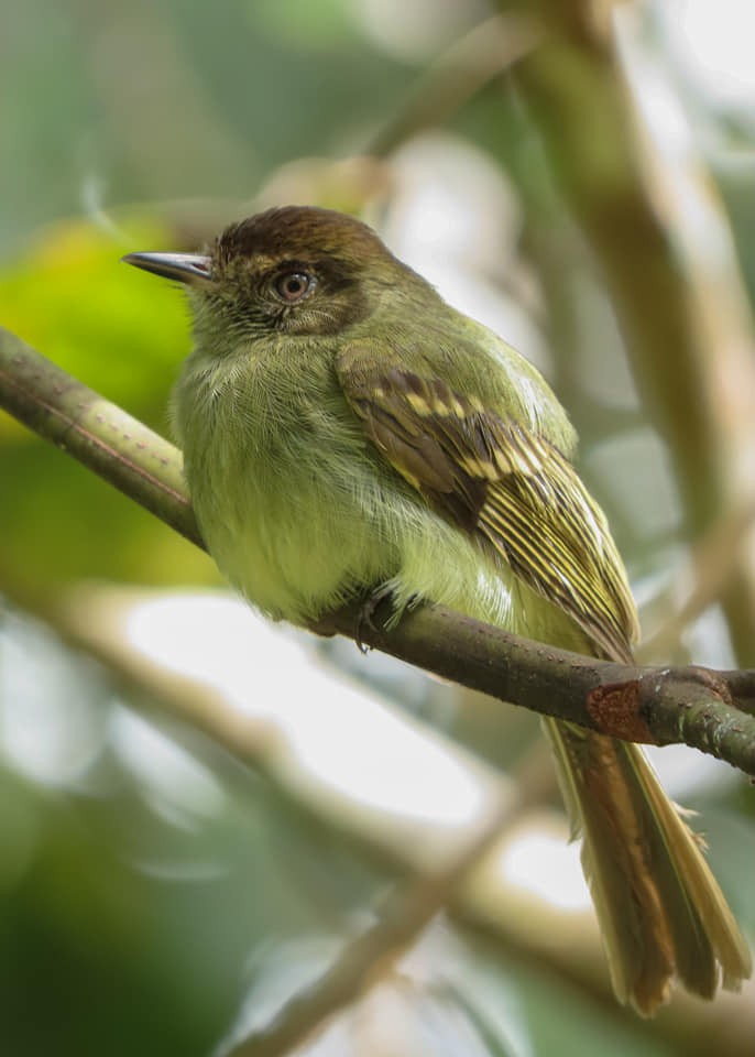 Sepia-capped Flycatcher - ML297320381
