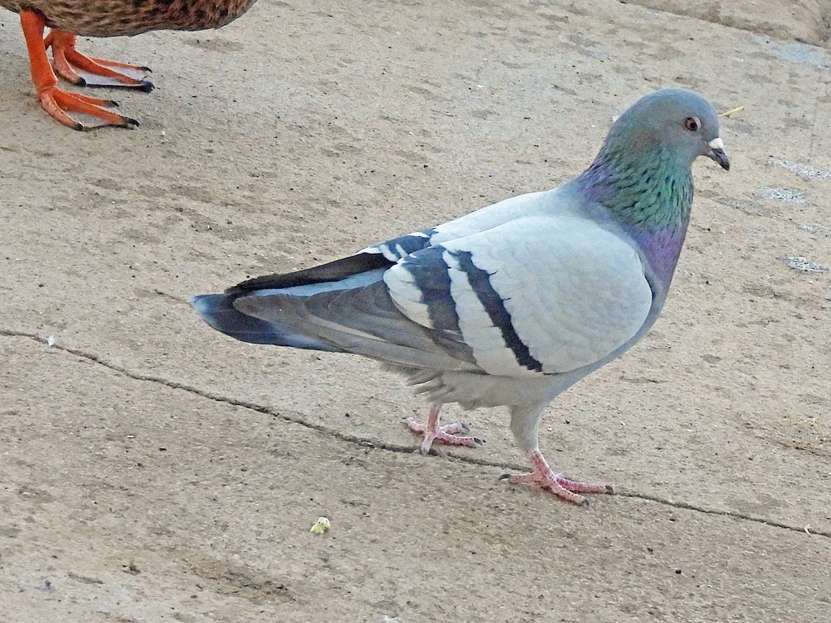 Rock Pigeon (Feral Pigeon) - ML297320411