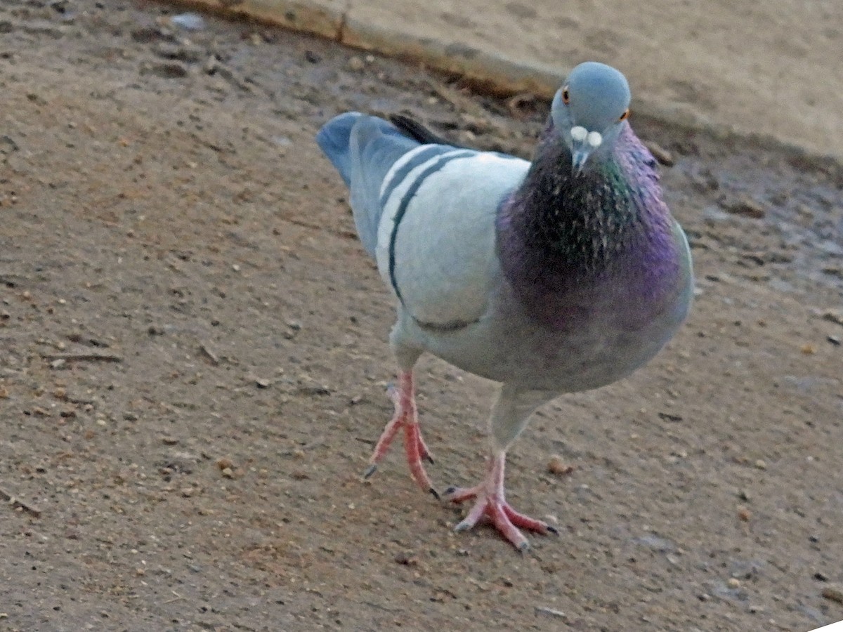 Rock Pigeon (Feral Pigeon) - ML297320421