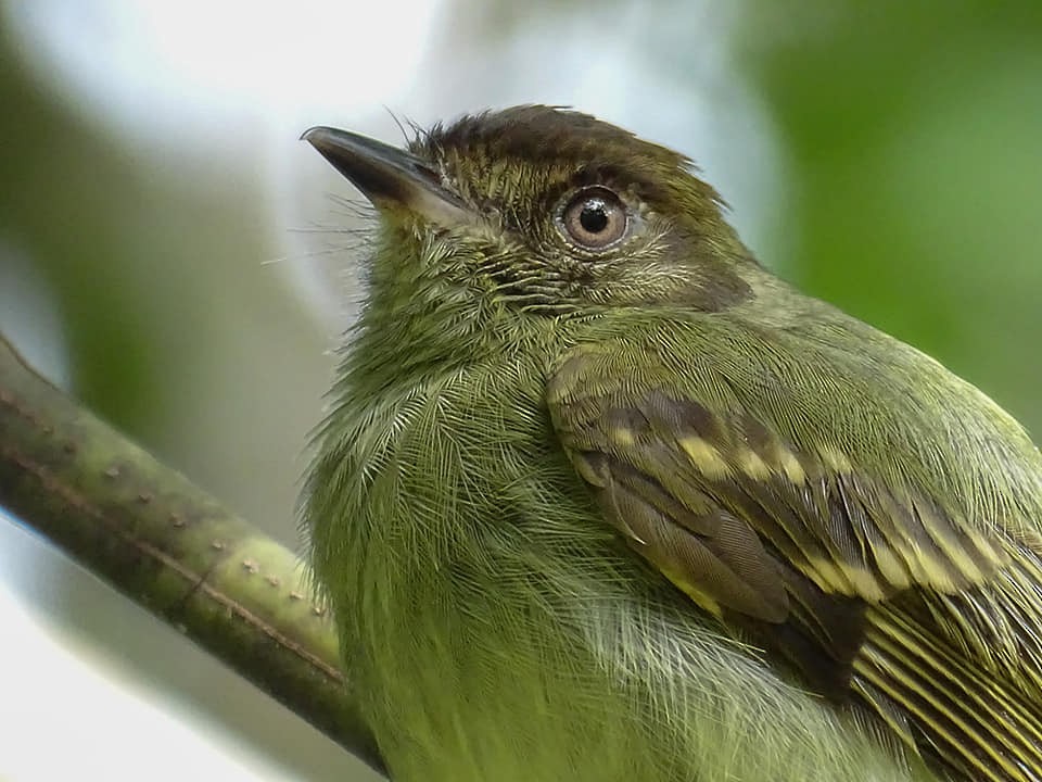 Sepia-capped Flycatcher - ML297320591