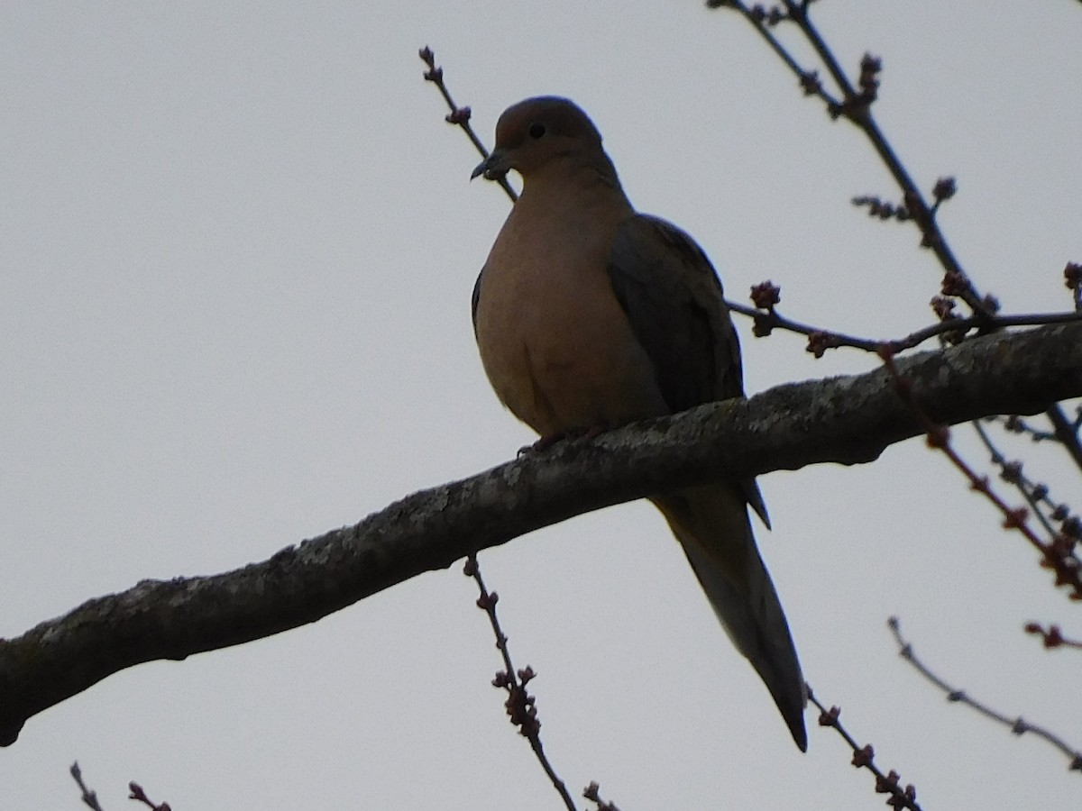 Mourning Dove - ML297320901