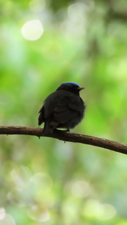 Manakin à tête bleue - ML297321201