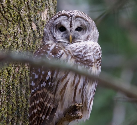 Barred Owl - ML297321401
