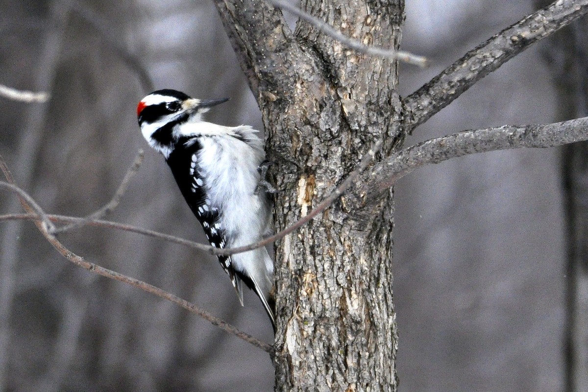 Hairy Woodpecker - jean pierre machet