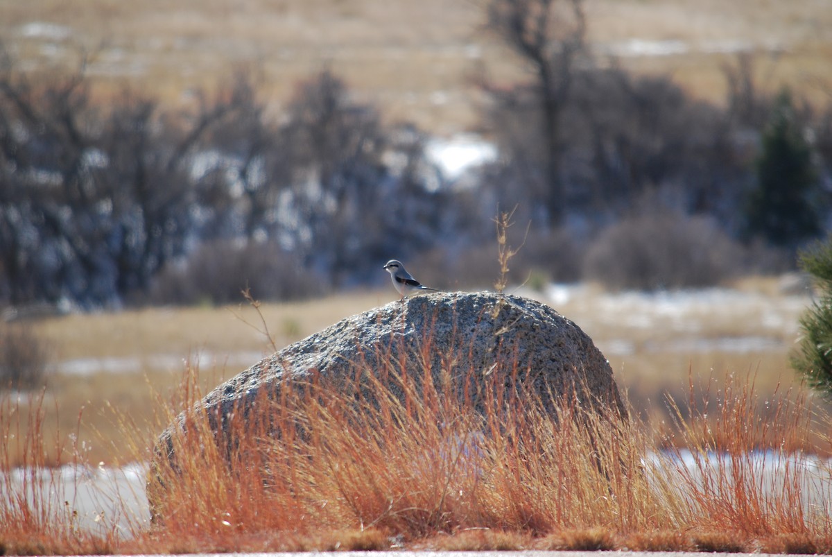 Northern Shrike - ML297323041