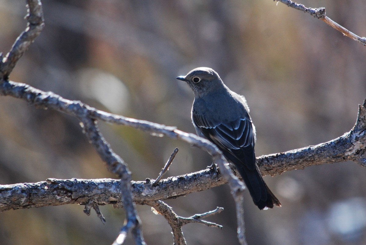 Townsend's Solitaire - ML297323101