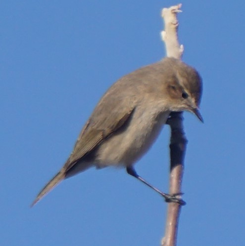 Common Chiffchaff - ML297323301