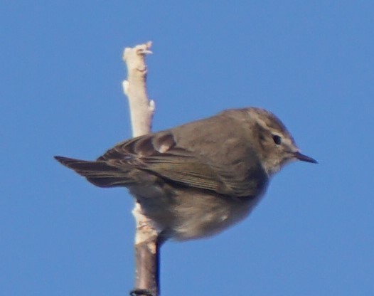 Common Chiffchaff - ML297323311