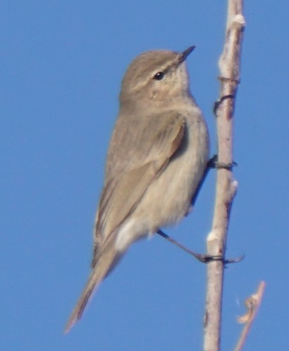 Common Chiffchaff - ML297323321