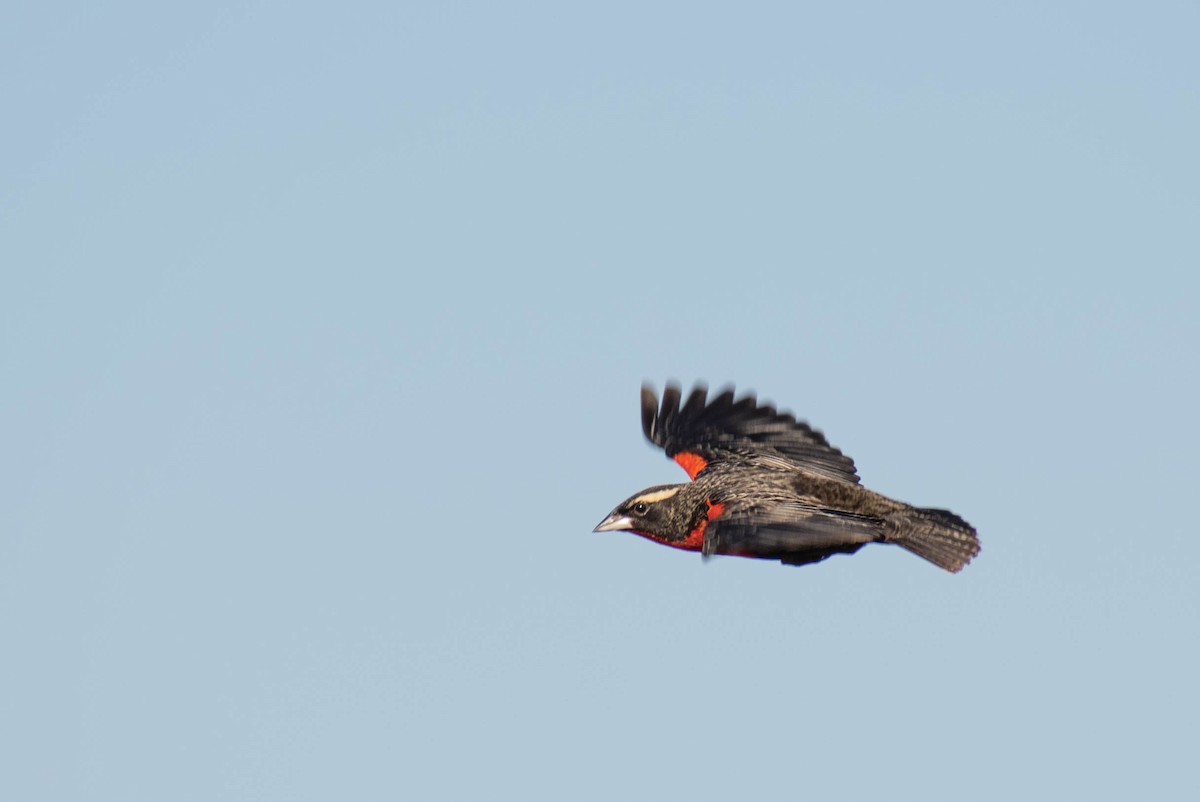 White-browed Meadowlark - ML297323741