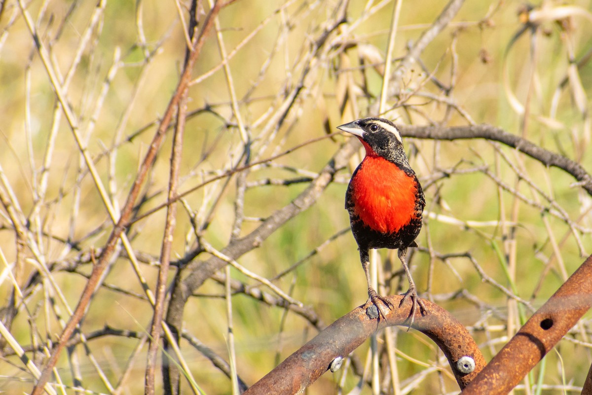 White-browed Meadowlark - ML297323771