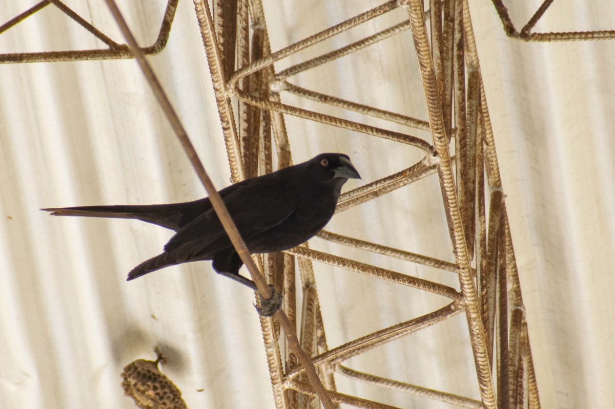 Giant Cowbird - ML297323821