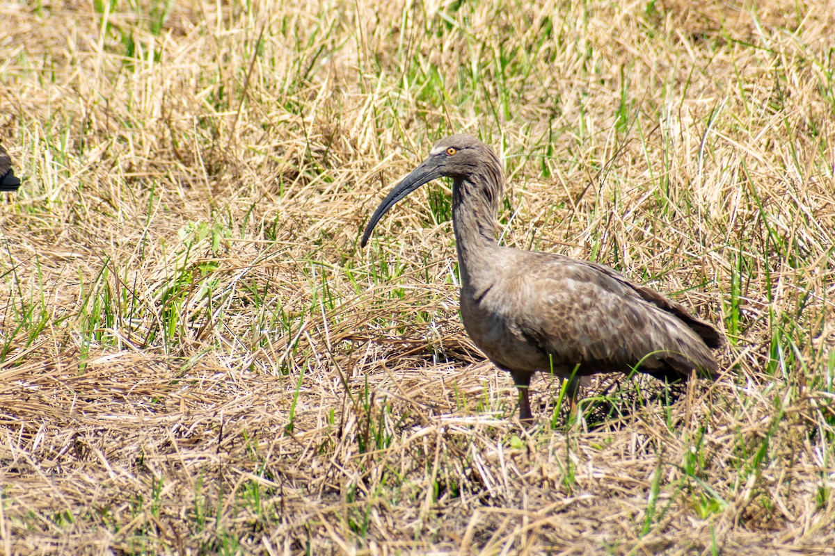 Plumbeous Ibis - ML297324081