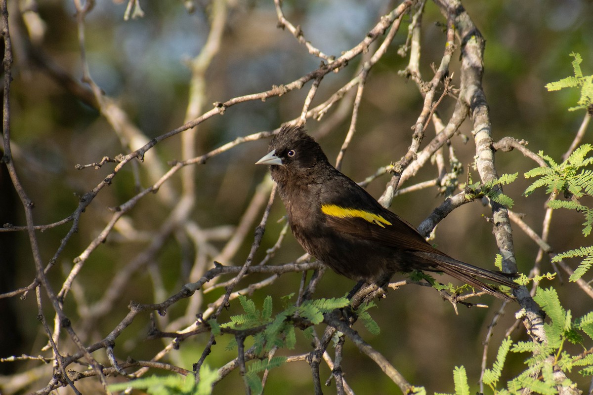 Golden-winged Cacique - ML297324121