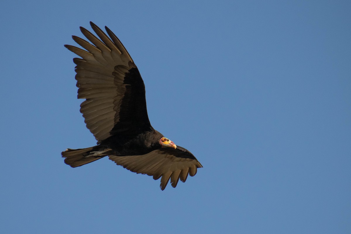 Lesser Yellow-headed Vulture - ML297324181