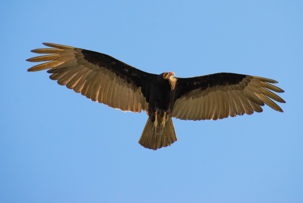 Lesser Yellow-headed Vulture - ML297324201