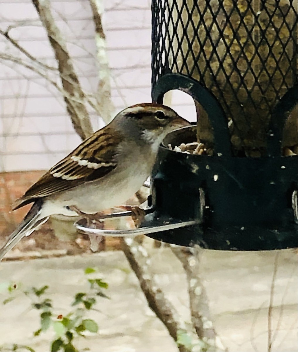 Chipping Sparrow - Rhonda Olshine