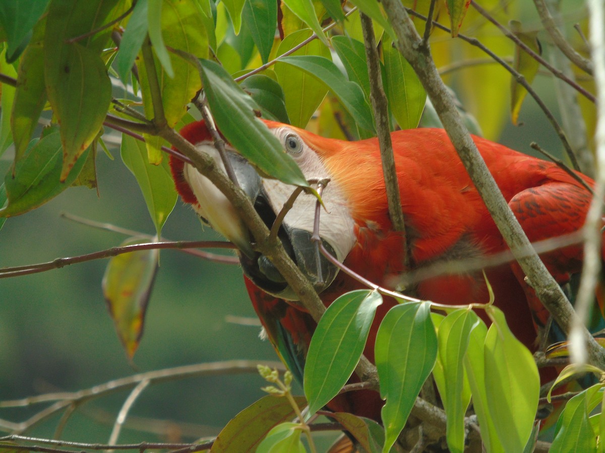 Scarlet Macaw - ML297324441