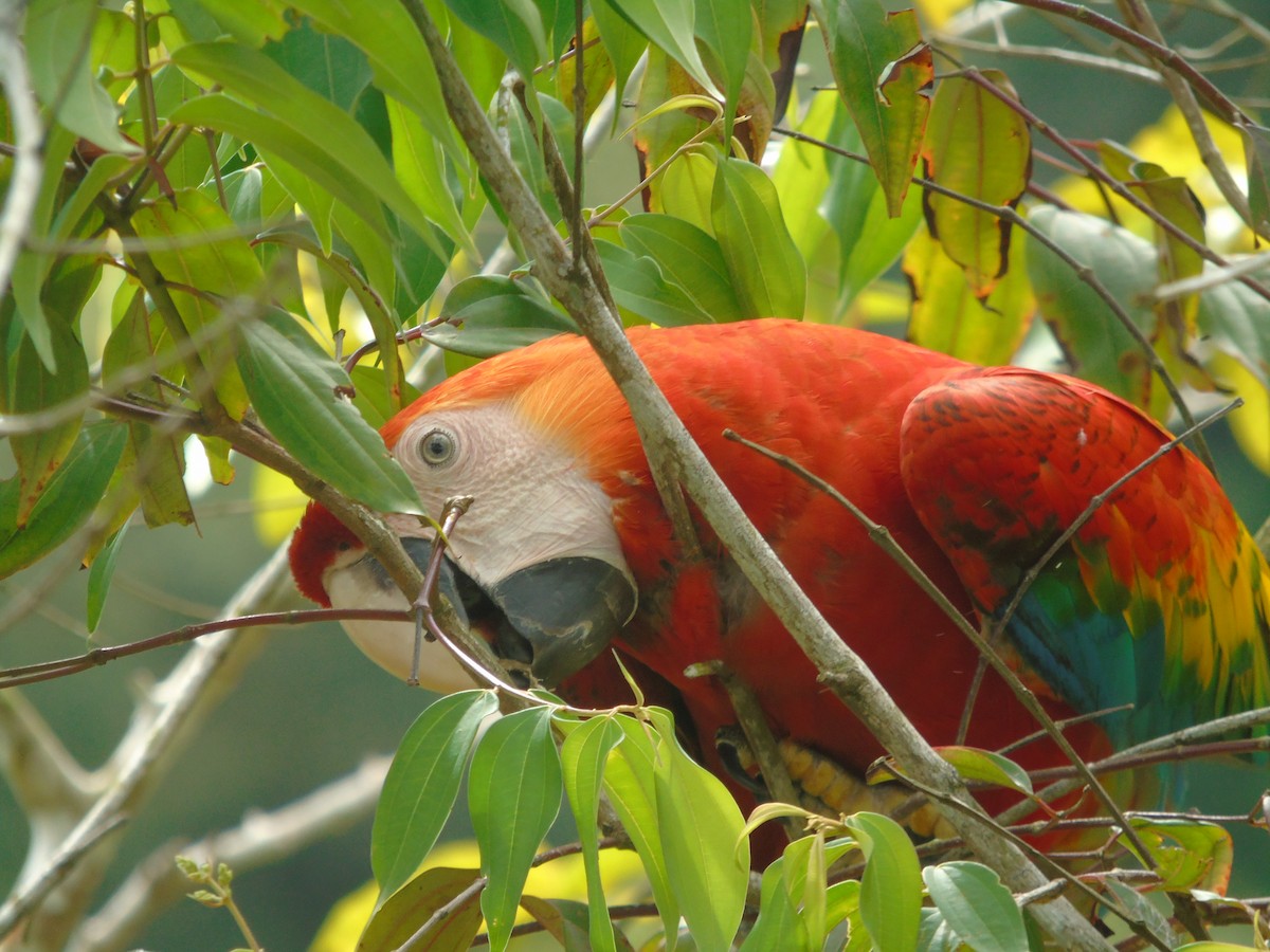 Scarlet Macaw - ML297324671