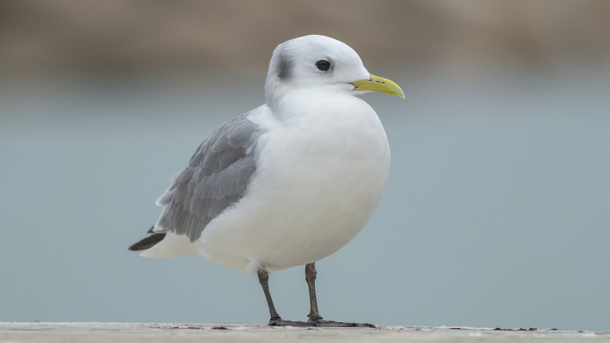 Black-legged Kittiwake - ML297324841