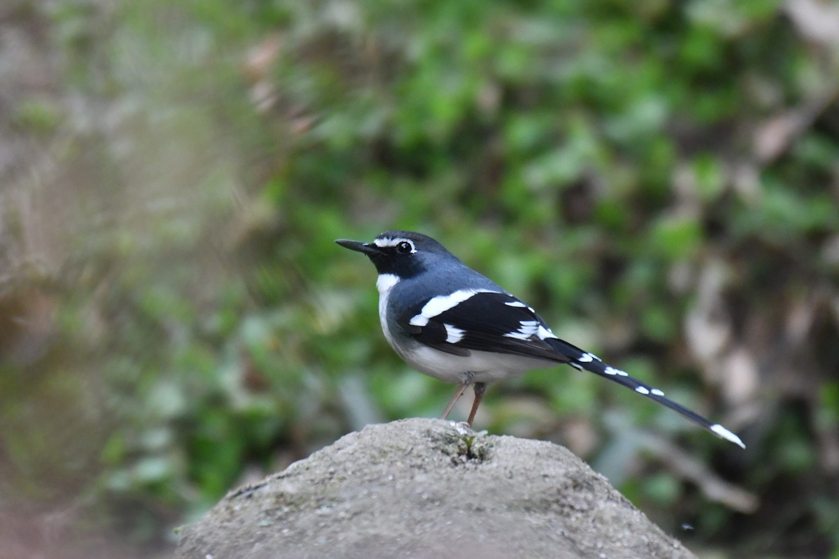 Slaty-backed Forktail - Ian Hearn