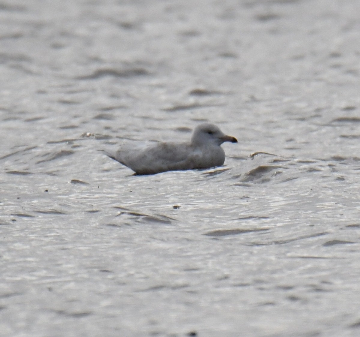 Glaucous Gull - David Chernack