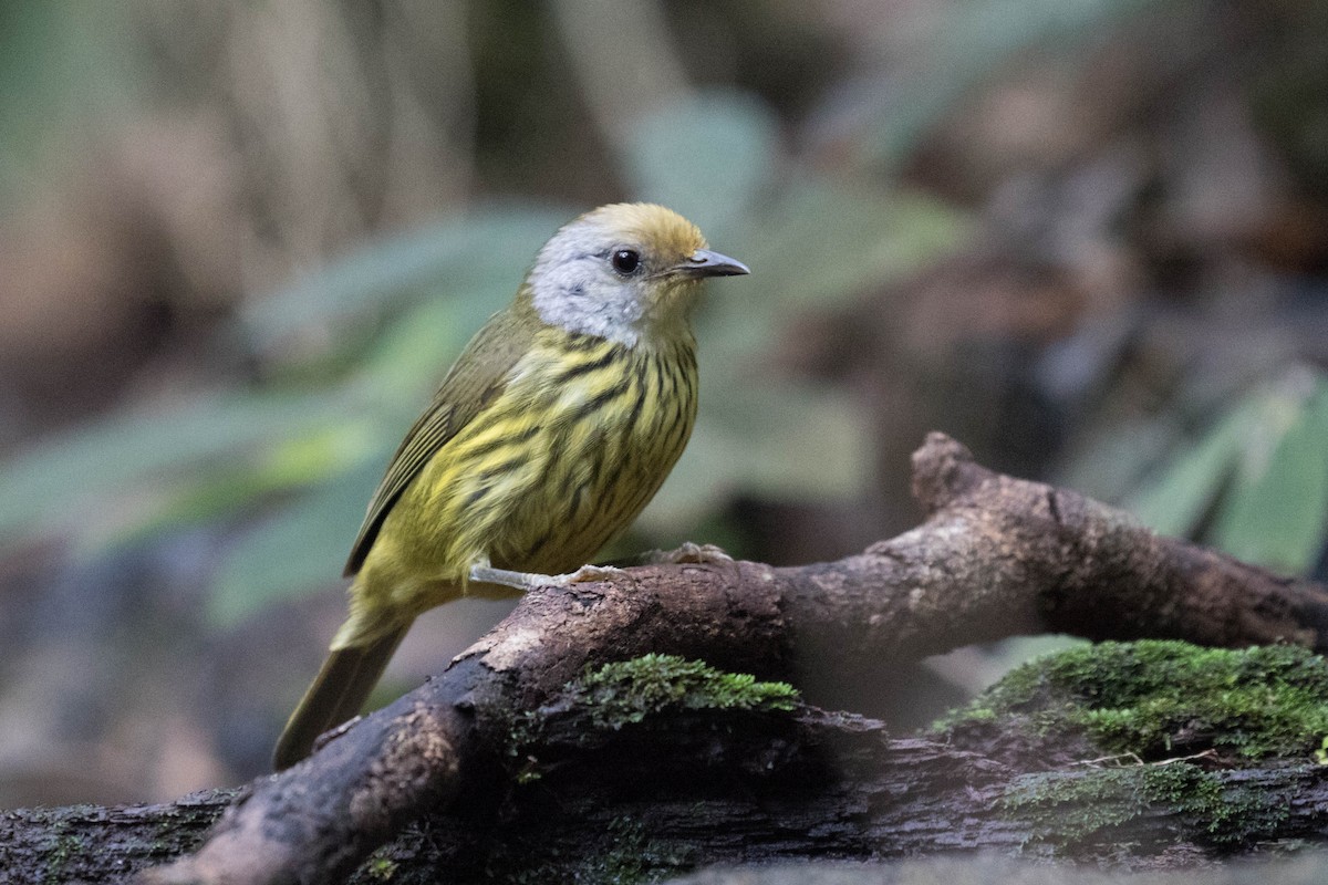 Palawan Striped-Babbler - Ross Gallardy