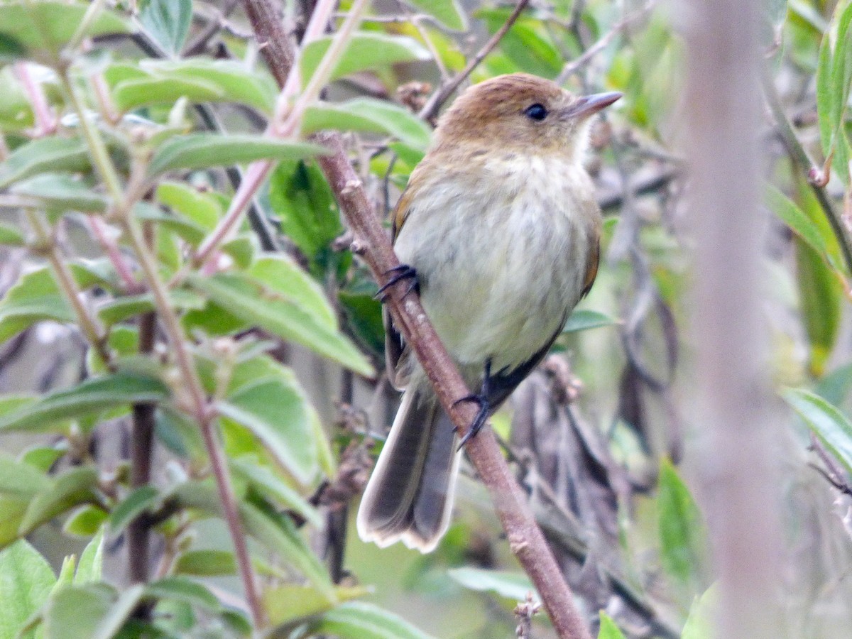 Bran-colored Flycatcher - ML297328541