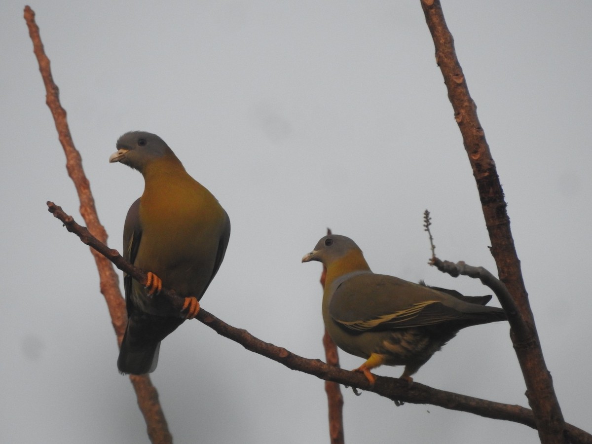 Yellow-footed Green-Pigeon - ML297328551