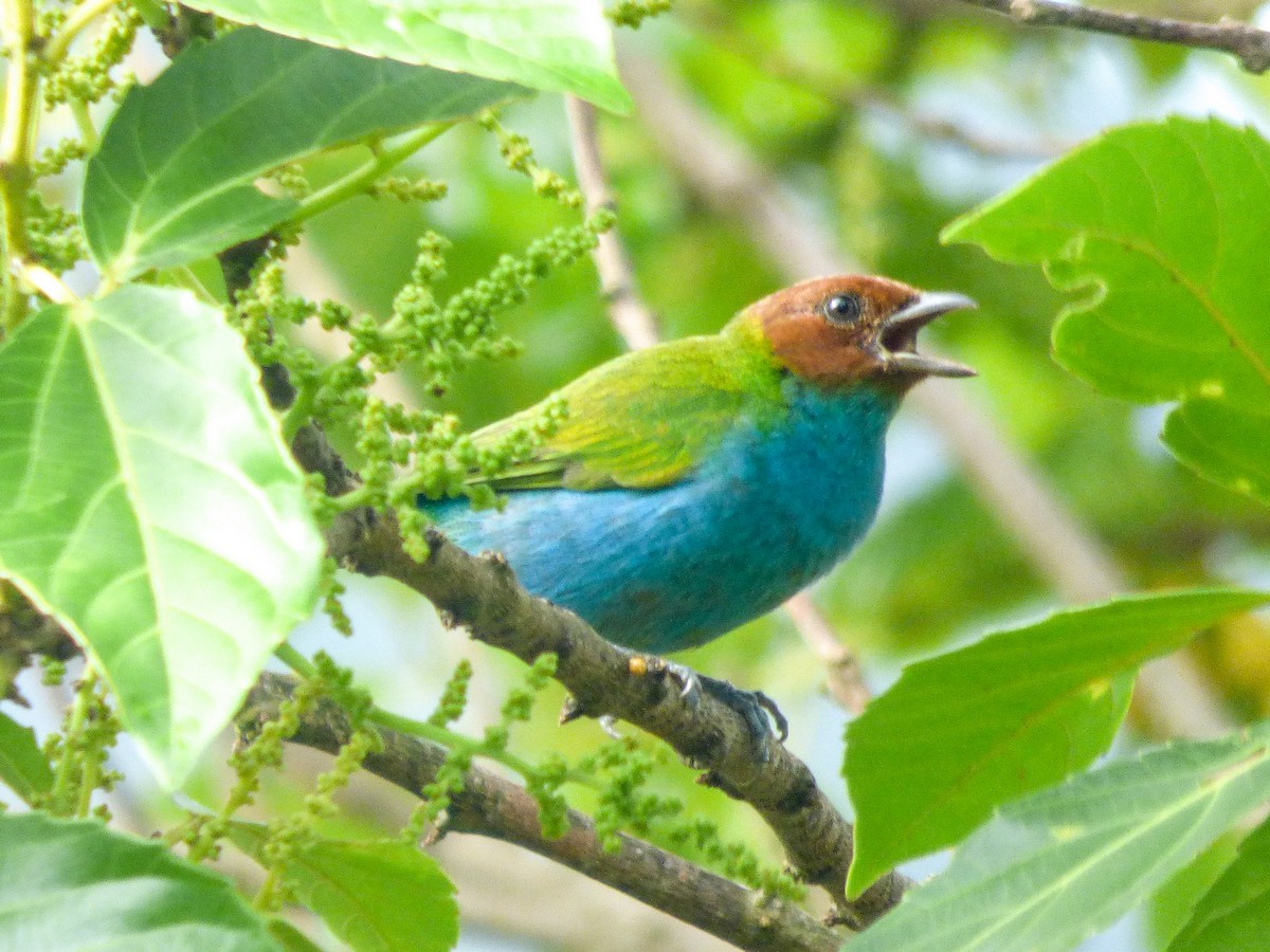 Bay-headed Tanager - ML297328601