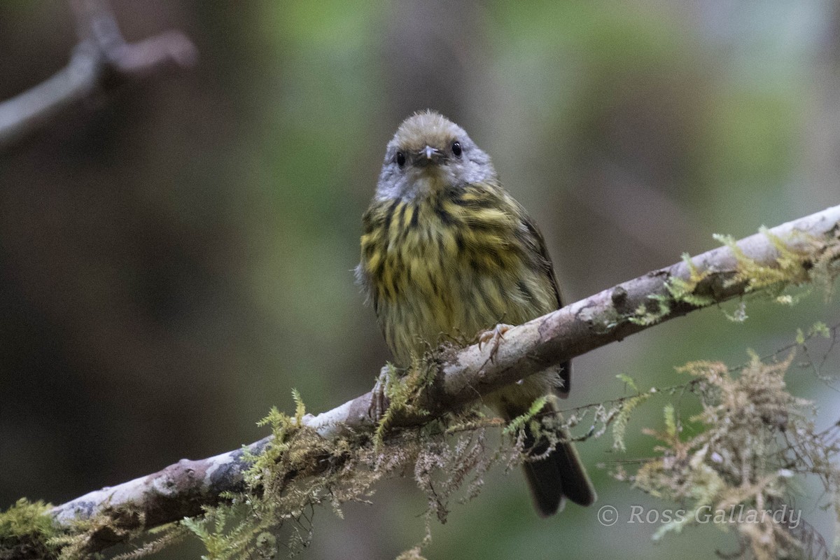 Palawan Striped-Babbler - Ross Gallardy