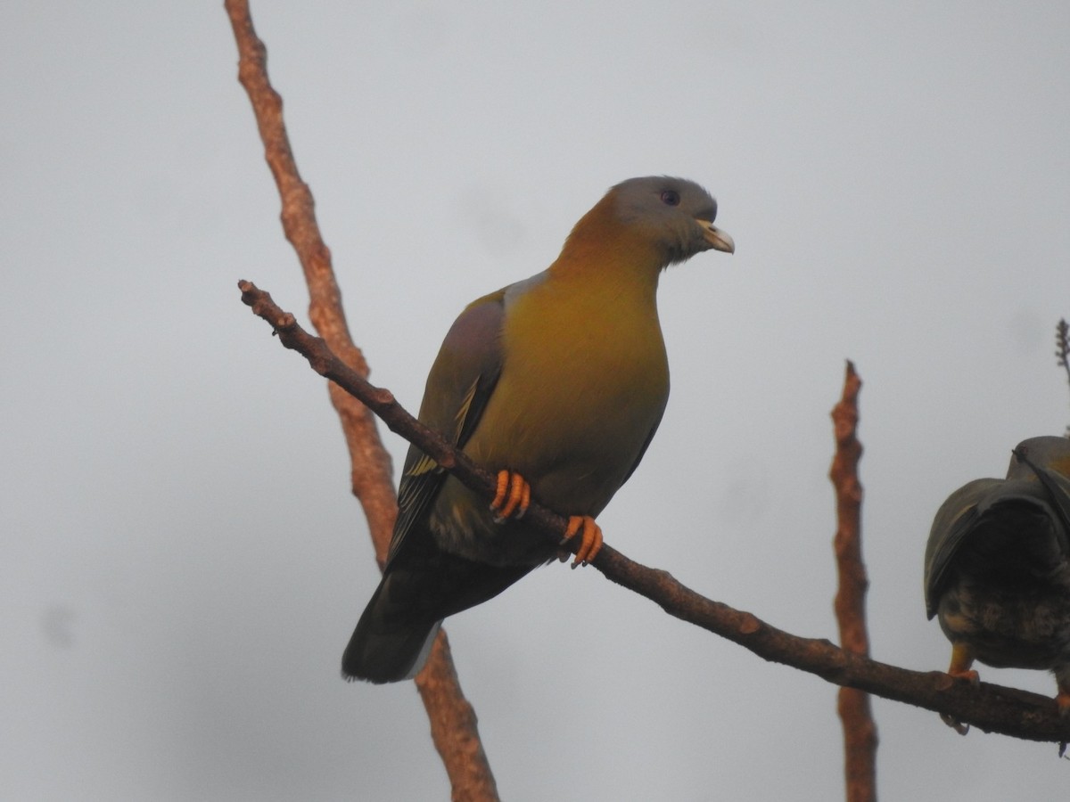 Yellow-footed Green-Pigeon - ML297328701