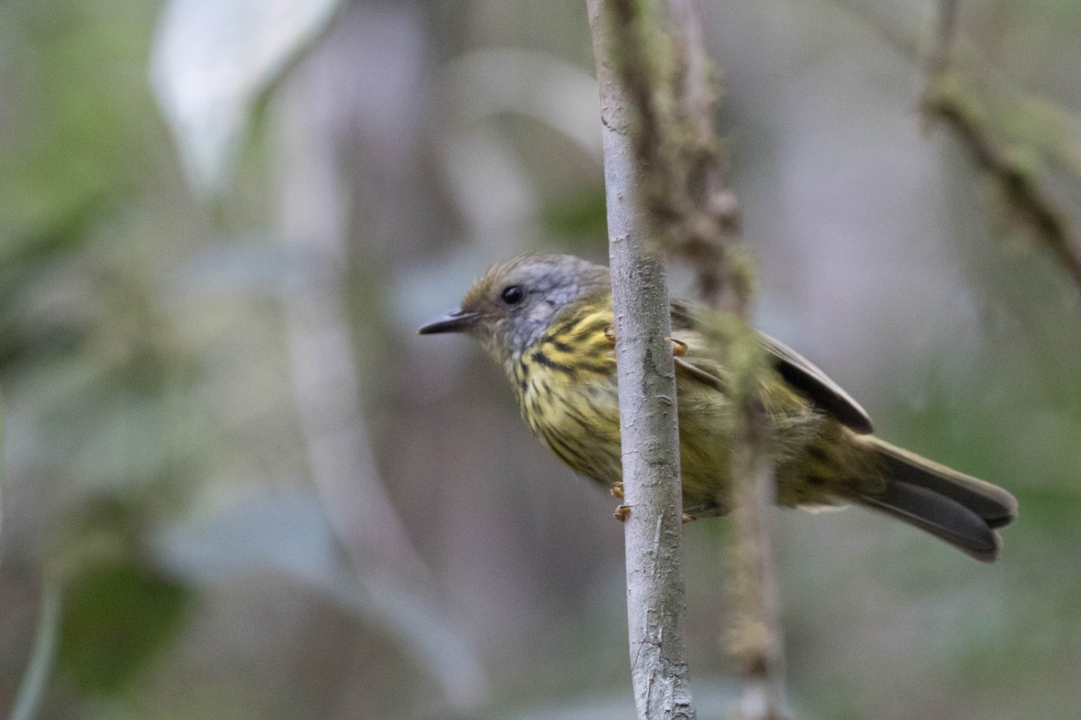 Timalí de Palawan - ML29732871