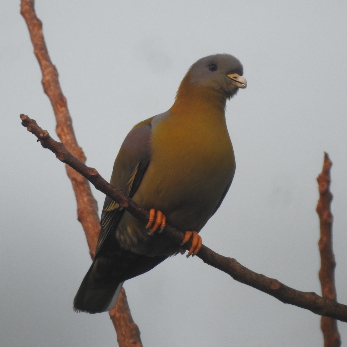 Yellow-footed Green-Pigeon - ML297328771