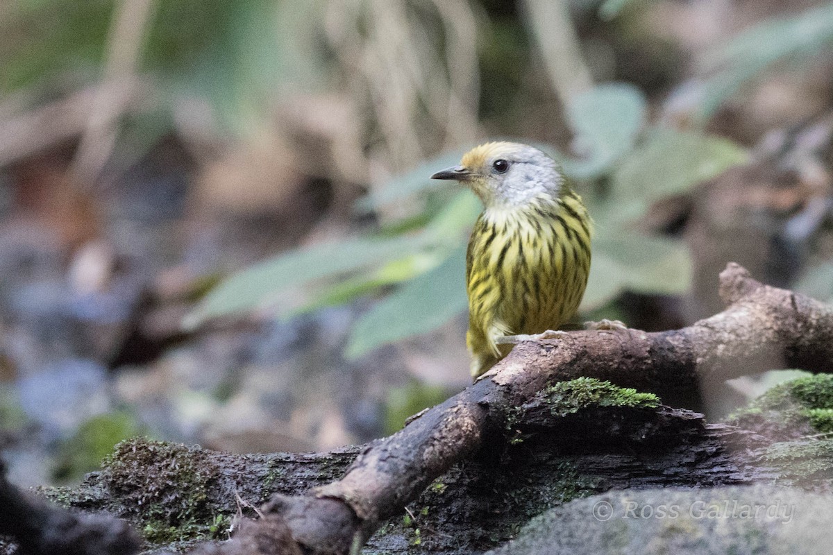 Palawan Striped-Babbler - Ross Gallardy