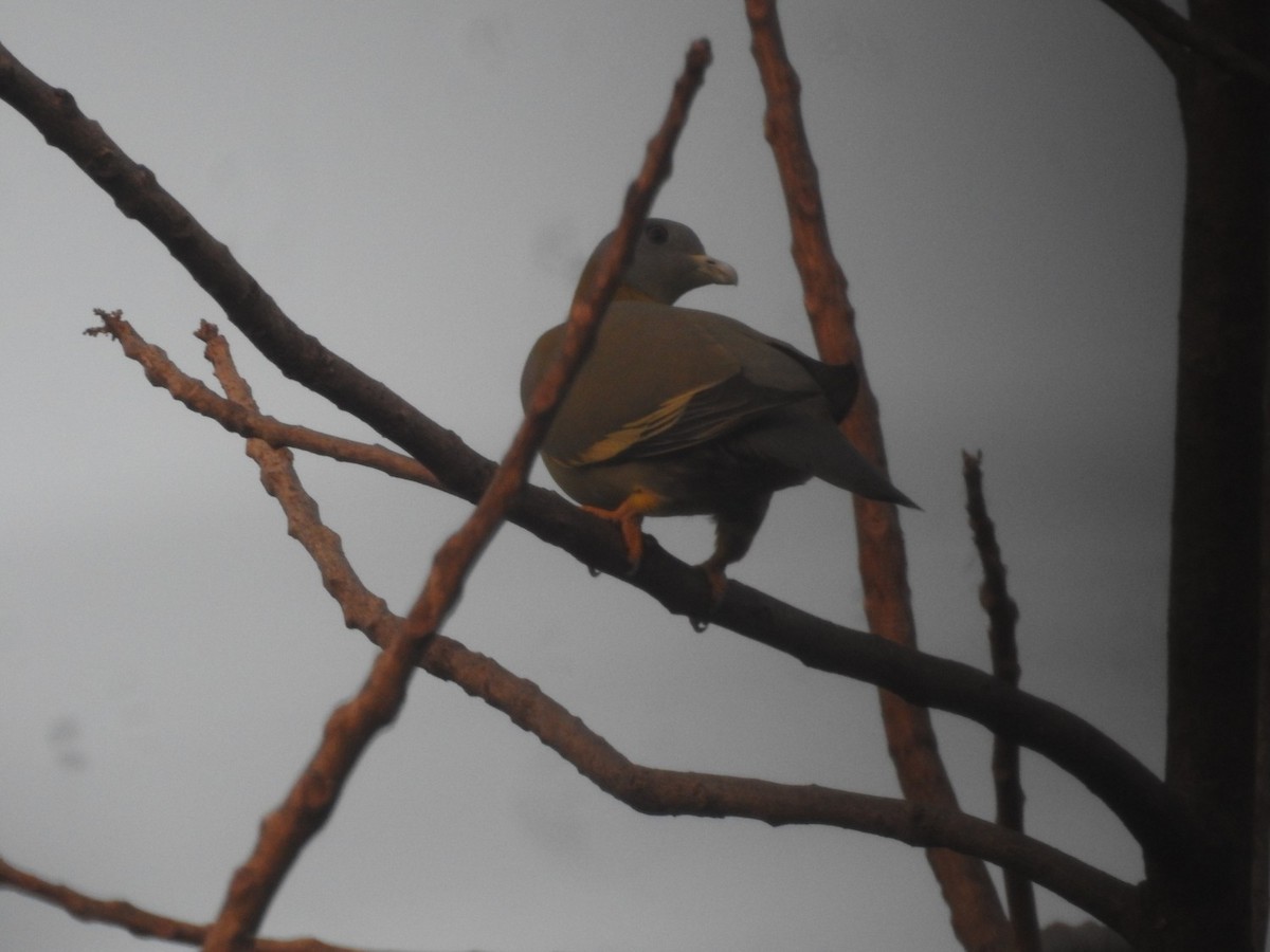 Yellow-footed Green-Pigeon - ML297328811