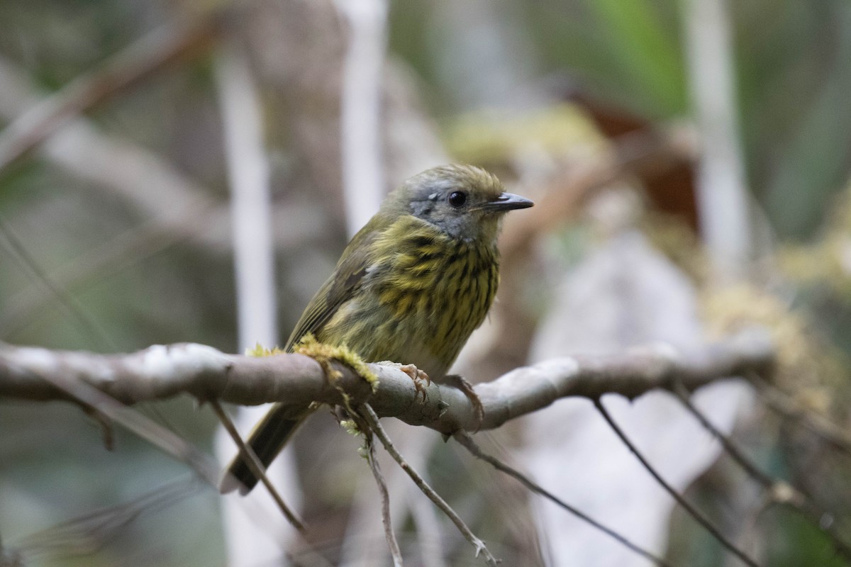 Palawan Striped-Babbler - Ross Gallardy