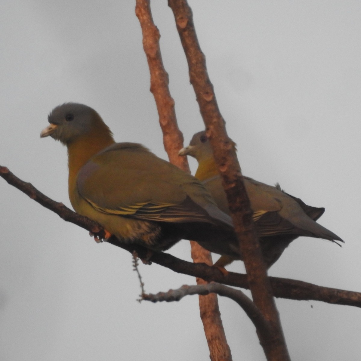 Yellow-footed Green-Pigeon - ML297329171