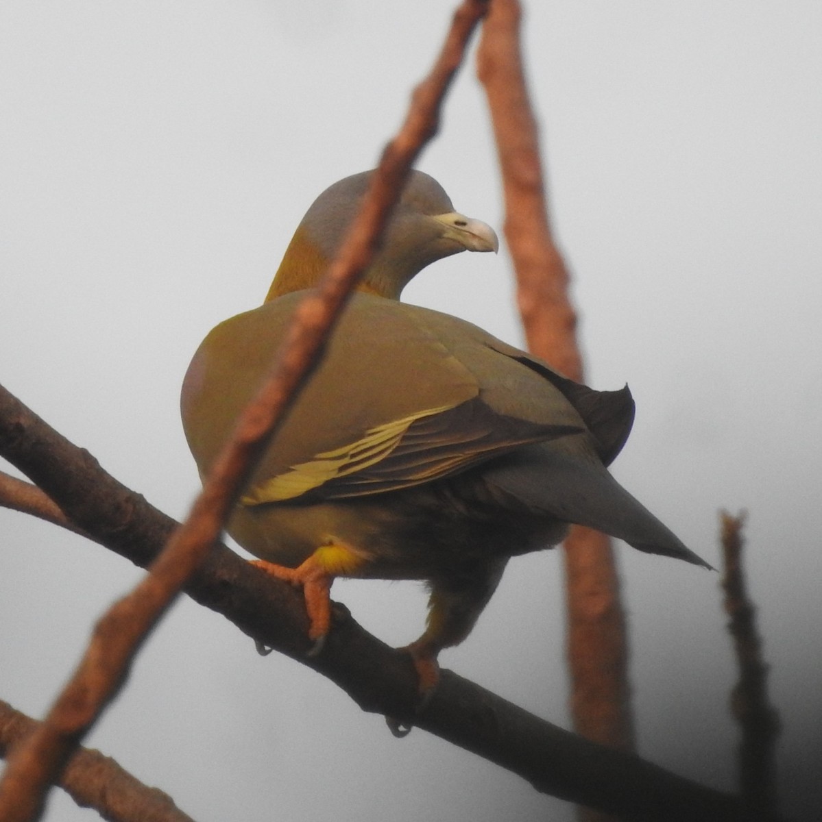 Yellow-footed Green-Pigeon - ML297329181