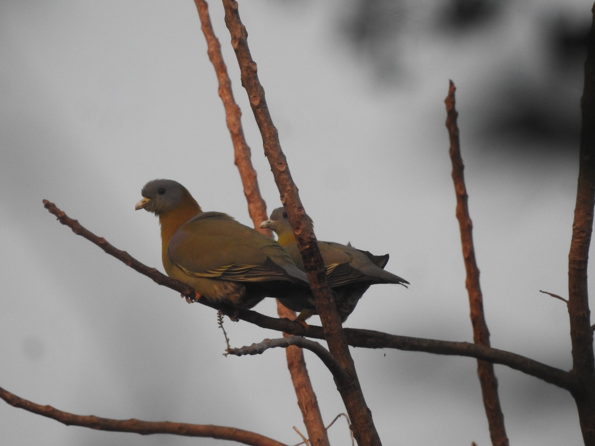 Yellow-footed Green-Pigeon - ML297329301