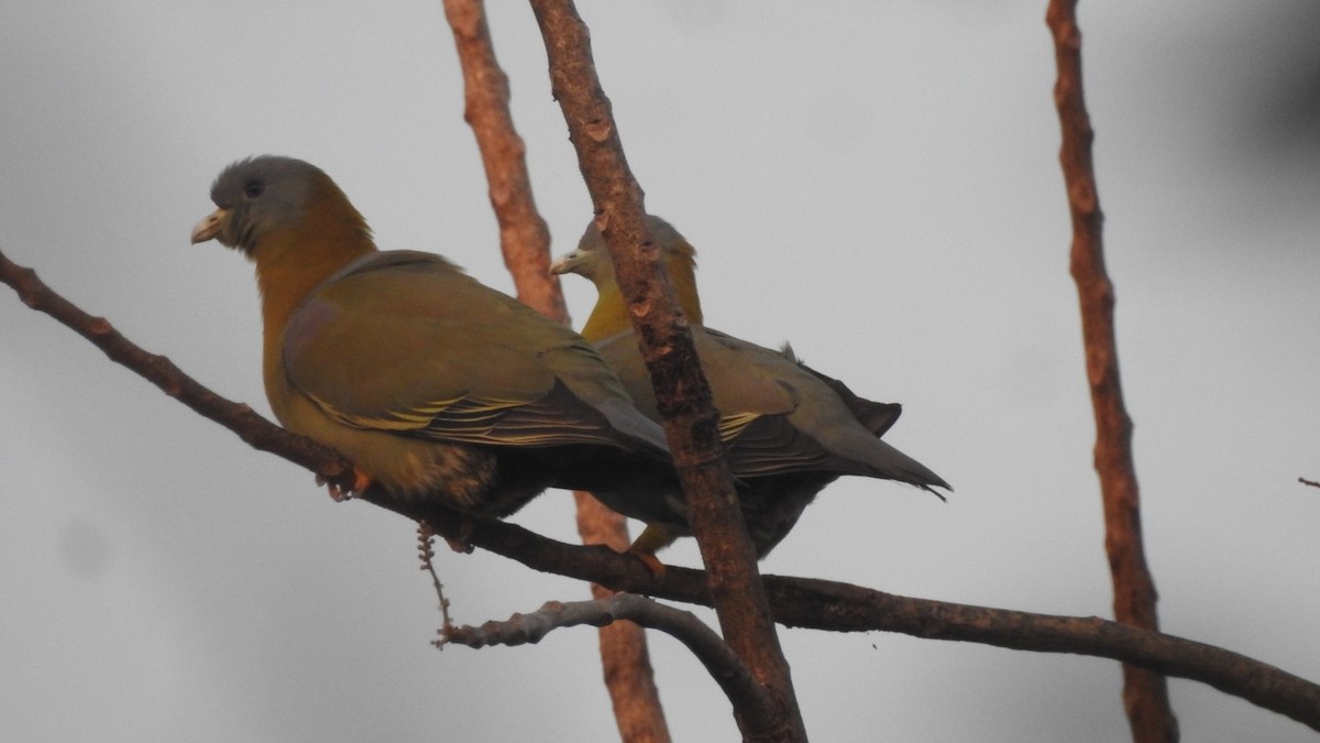 Yellow-footed Green-Pigeon - ML297329381
