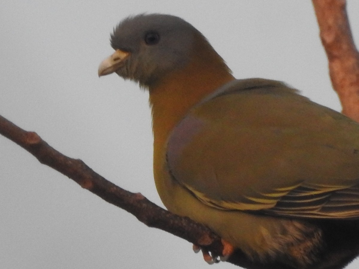 Yellow-footed Green-Pigeon - ML297329771