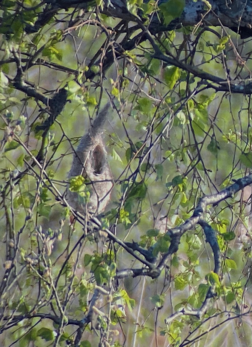 Pájaro Moscón Europeo - ML297330361