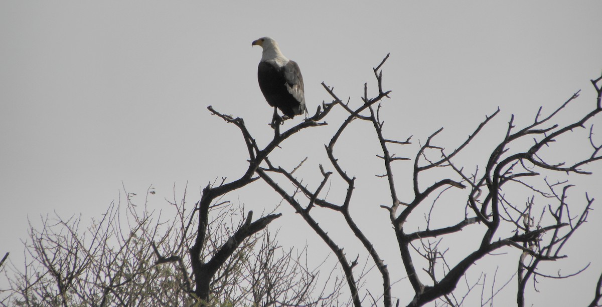 African Fish-Eagle - Gonzalo Gil Marqués