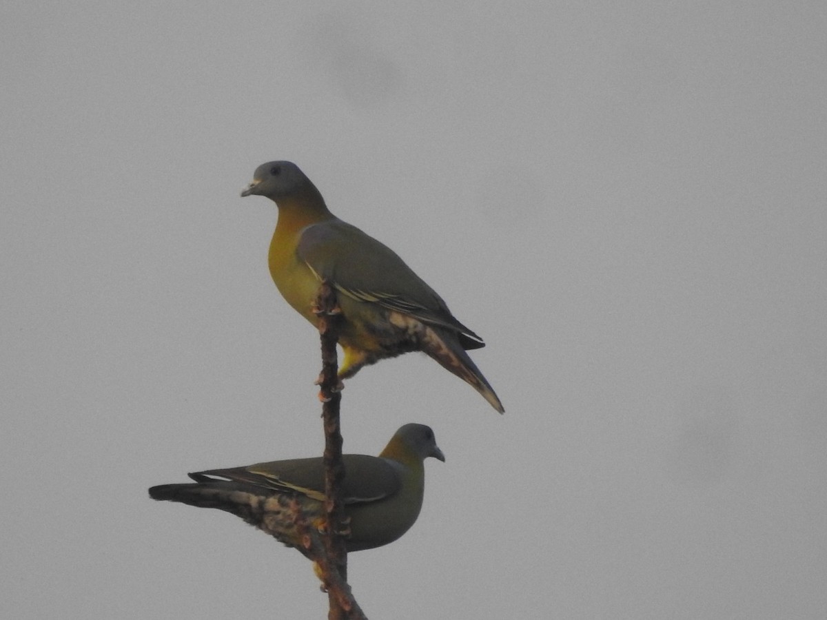 Yellow-footed Green-Pigeon - ML297330601