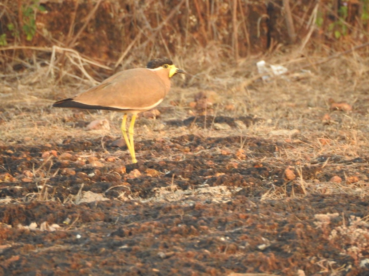 Yellow-wattled Lapwing - ML297330871