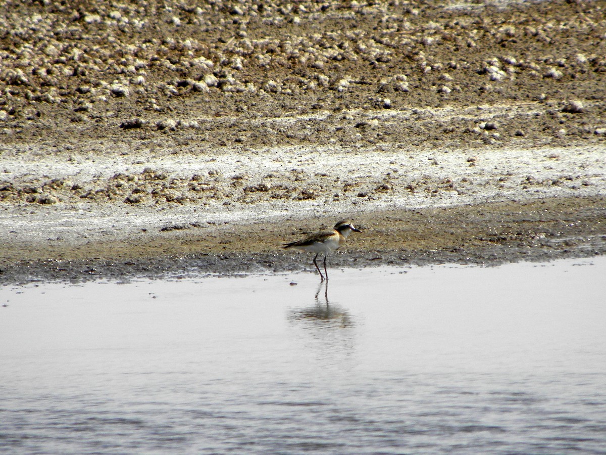 Kittlitz's Plover - Gonzalo Gil Marqués