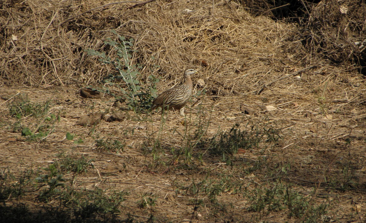 Double-spurred Spurfowl - ML29733141