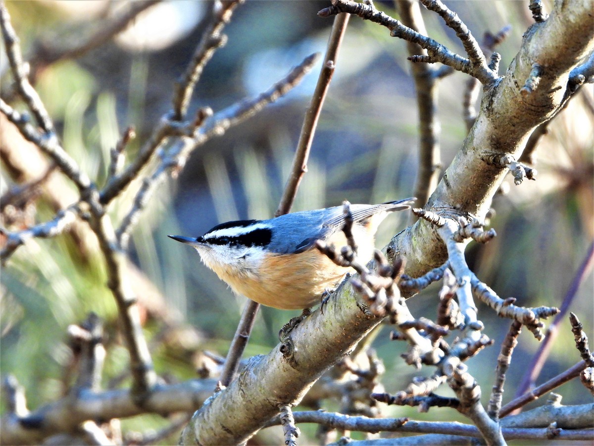 Повзик канадський - ML297331721