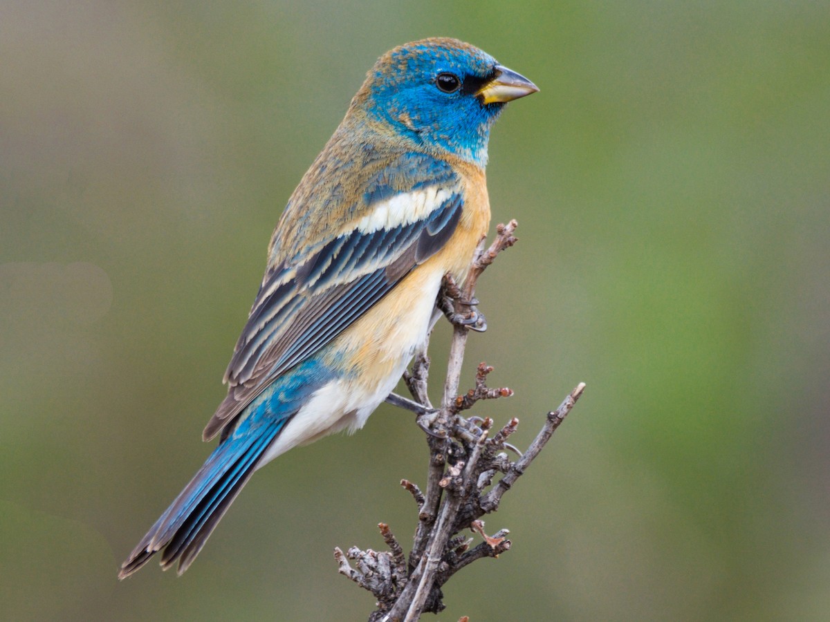 Nonbreeding male
